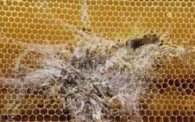 cadre infecte teigne