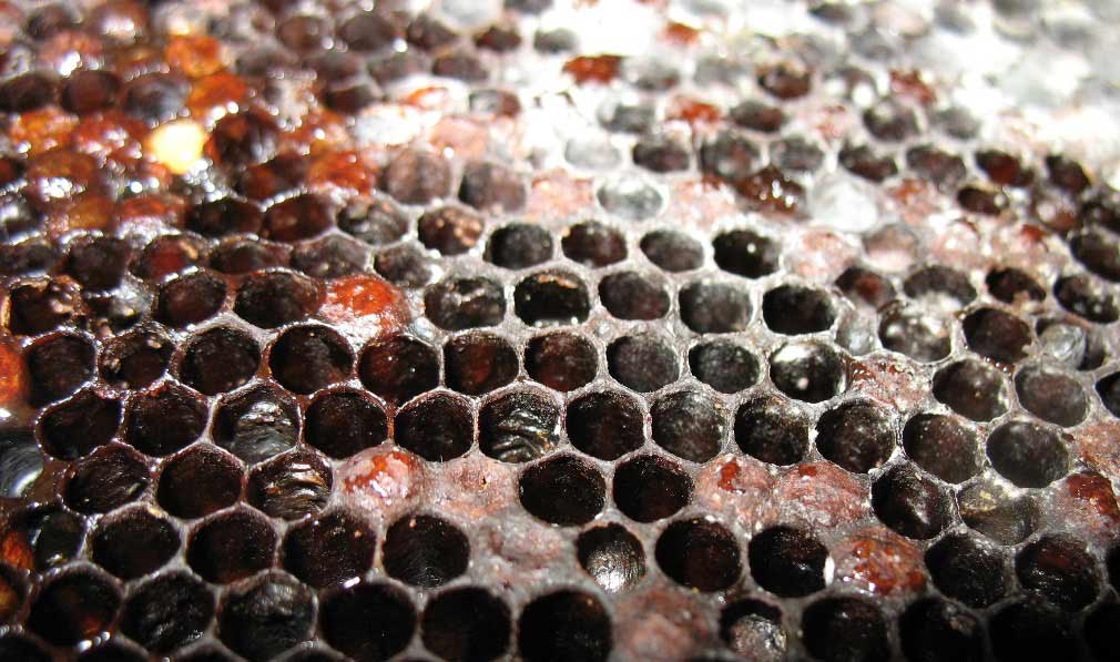 cadre infecté loque americaine