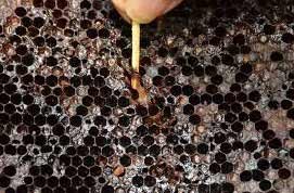 cadre loque americaine