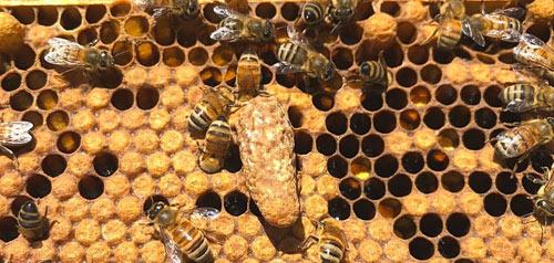 Ruche abeille, ruches complètes, éléments de ruches, accessoires