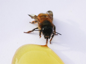 NOURRISSEUR COUVRE CADRES DADANT 10 CADRES PINP PARAFFINÉ 9560 : SHOP  APICULTURE: Tout le matériel pour l'apiculture, l'apiculteur et les  abeilles.