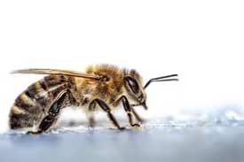 Comment les abeilles domestiques survivent-elles en hiver