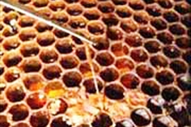 La loque am&eacute;ricaine : un fl&eacute;au pour les apiculteurs