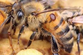 Les maladies des abeilles et leur traitement